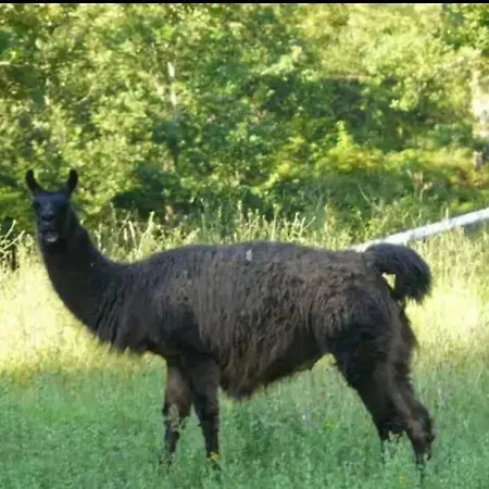 Chalet Les De Pierretoun *