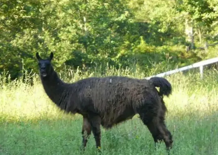 Alpstuga Les De Pierretoun *